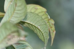 Ardisia blatteri